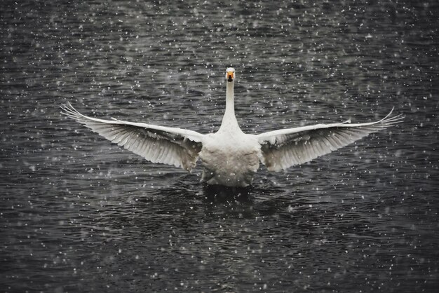 Foto primer plano de un cisne nadando en un lago