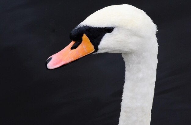 Foto primer plano de un cisne nadando en un lago