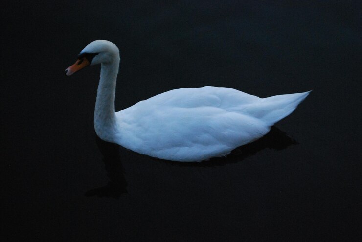 Foto primer plano de un cisne nadando en un lago