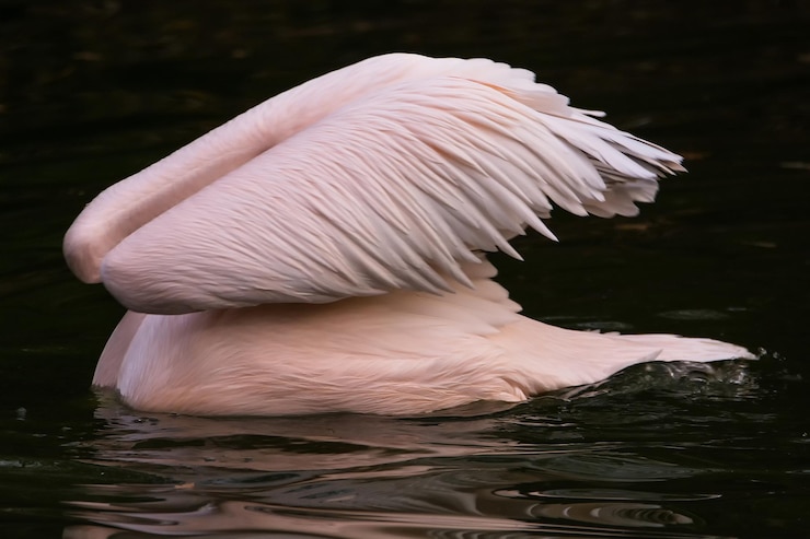 Foto primer plano de un cisne nadando en el lago