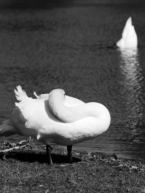 Foto primer plano de un cisne en la orilla del lago