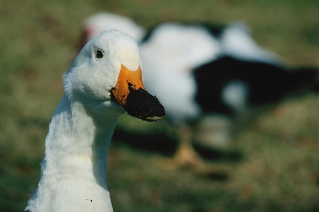 Primer plano del cisne