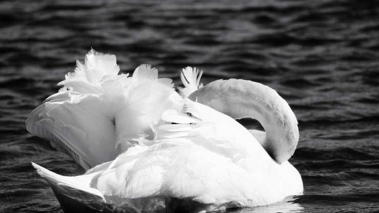 Foto primer plano del cisne