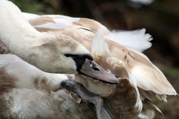 Foto primer plano del cisne