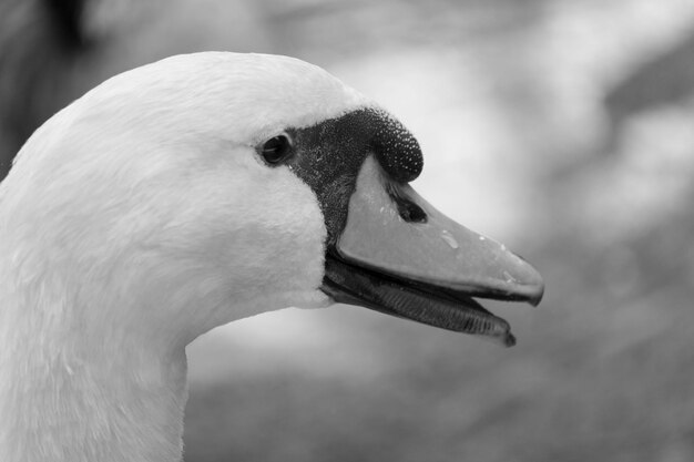 Foto primer plano del cisne