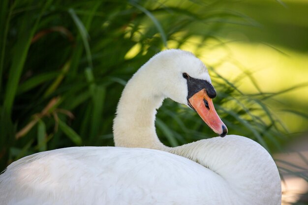 Foto primer plano del cisne