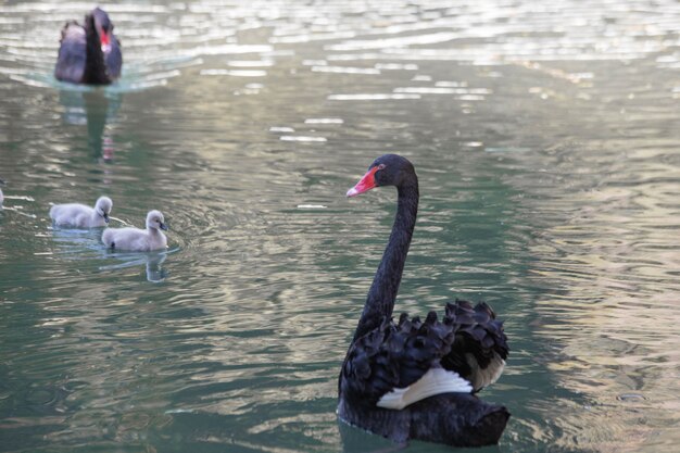 Primer plano de cisnes negros nadan en el lago con sus cachorros.