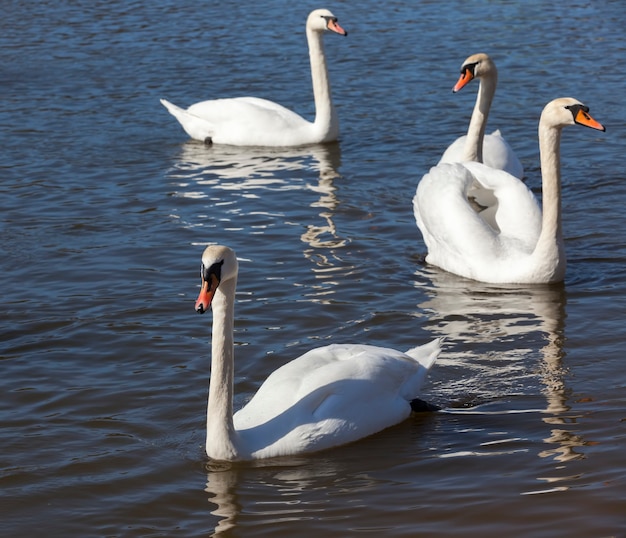 Primer plano de cisnes en primavera, un hermoso grupo de aves acuáticas cisnes de aves en un lago o río, un grupo de cisnes que nadan en el agua