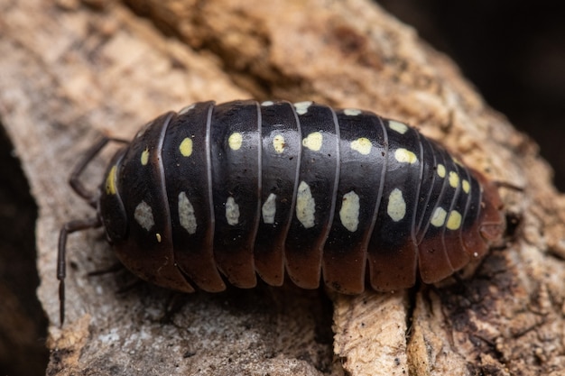 Primer plano de una cochinilla en su hábitat natural Amadillidium Maculatum