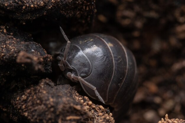 Primer plano de una cochinilla en su hábitat natural Armdillidum Vulgare