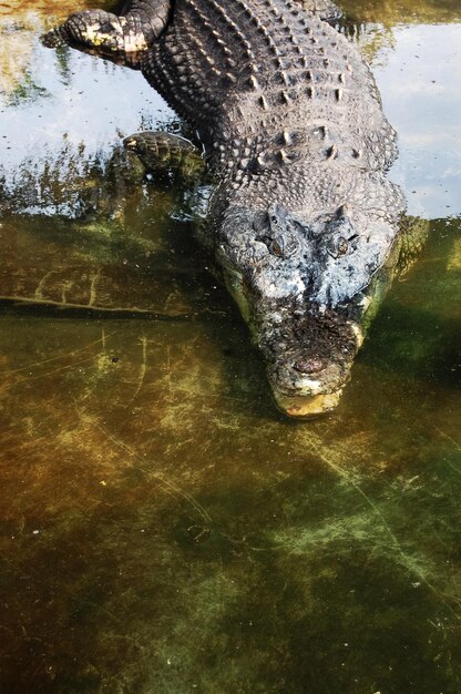 Foto un primer plano de un cocodrilo en un lago