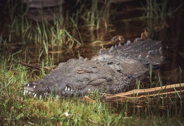 Un primer plano de un cocodrilo en un lago