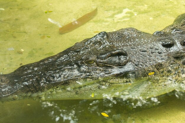 Foto un primer plano de un cocodrilo en un lago