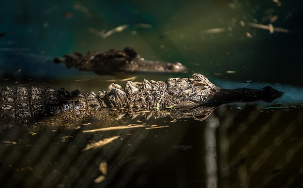 Foto primer plano de un cocodrilo nadando en el agua