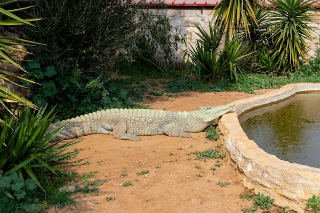 Foto un primer plano de un cocodrilo del nilo salvaje o un cocodrilo común en el zoológico de grecia