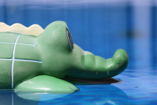 Primer plano de un cocodrilo platsico en una piscina