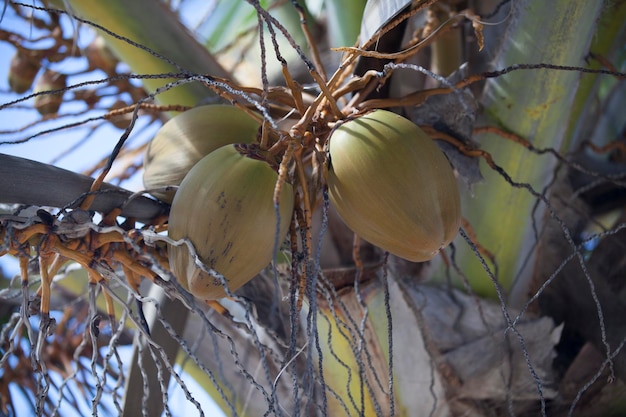 Primer plano de cocos