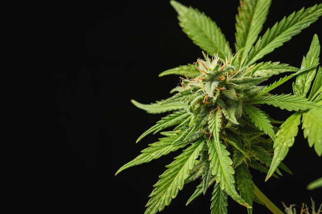 Primer plano de cogollos de cannabis sobre un fondo oscuro un arbusto de marihuana madura con espacio de copia