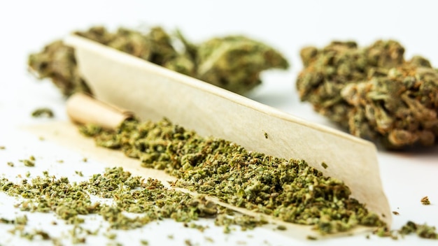 Primer plano de cogollos de marihuana medicinal sobre fondo blanco Concepto de medicina herbaria y alternativa