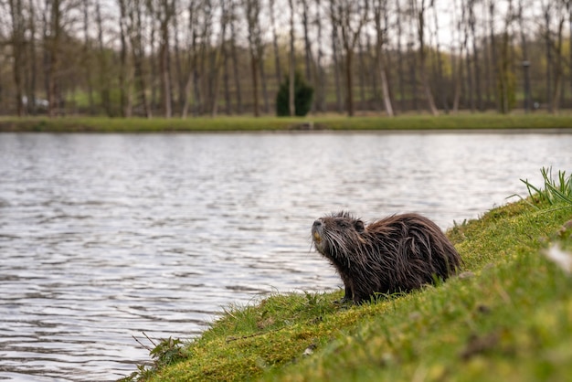 Primer plano de un coipo por el lago