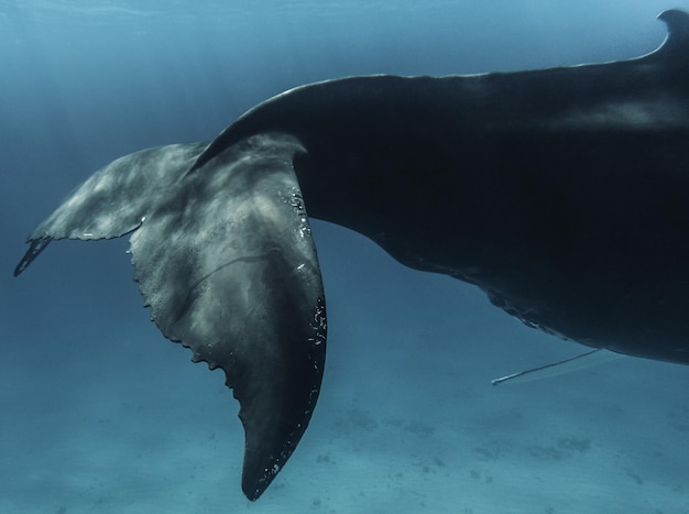 Un primer plano de la cola de una ballena nadando en el mar