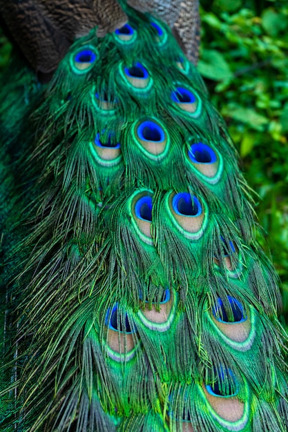 Primer plano de la cola de un pavo real. Plumas en la cola de un pavo real. Colores de la naturaleza