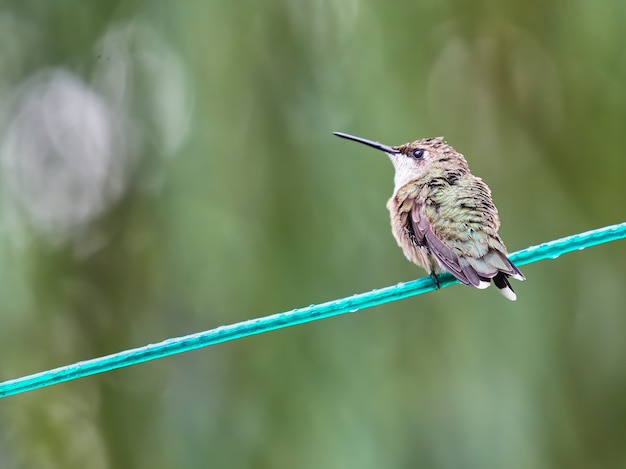 Primer plano de un colibrí en un cable