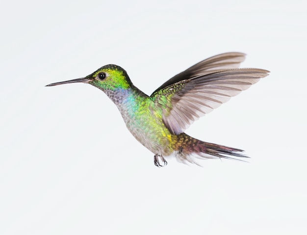 Un primer plano del colibrí de colores