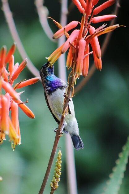 Foto primer plano de un colibrí en flor