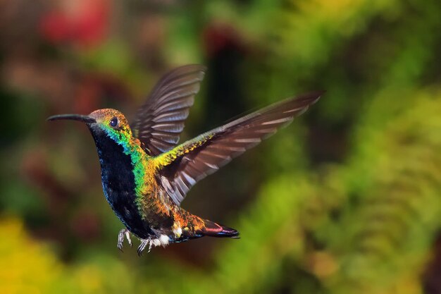 Foto primer plano de un colibrí en vuelo