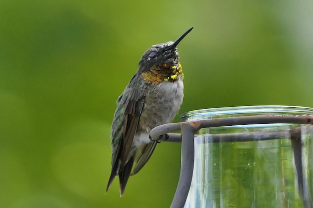 Foto un primer plano del colibrí