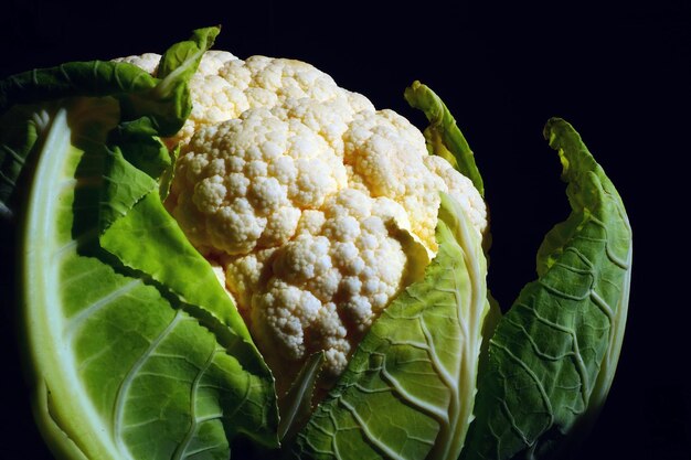 Primer plano de coliflor sobre un fondo negro Iluminación lateral Cabeza fresca de repollo Vegetales verdes Brassica oleracea en el género Brassica Familia Brassicaceae Comida saludable y vegetarianismo