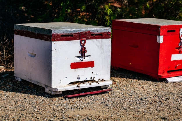 Primer plano de colmena de abejas de madera blanca en verano en Grecia