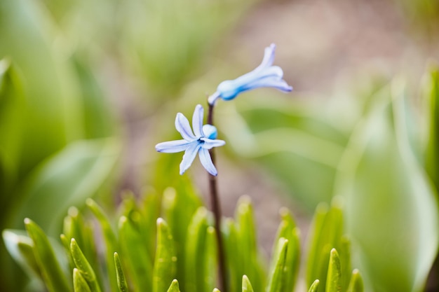 Primer plano de color de primavera bluebell en el jardín