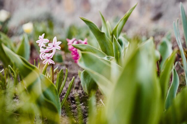 Primer plano de color de primavera bluebell en el jardín