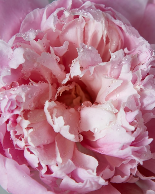 Primer plano de colores de fondo de la hermosa flor de peonía rosa suave. Vista superior.