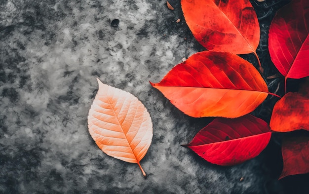 Primer plano de la colorida textura de las hojas de otoño