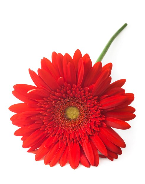 Foto primer plano de coloridas flores de gerbera