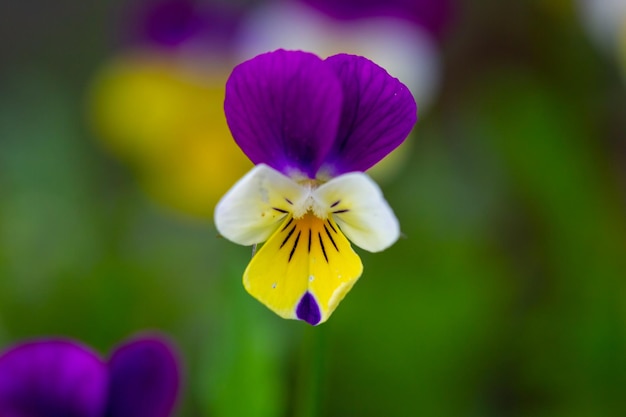 Primer plano de coloridas flores de pensamiento en el jardín de primavera con fondo borroso y enfoque selectivo.