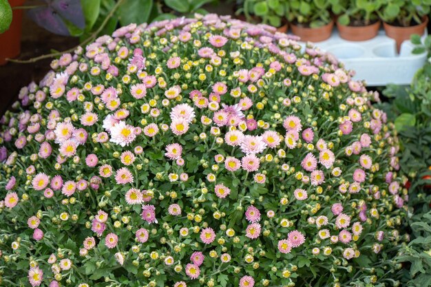 Un primer plano de las coloridas plantas con flores