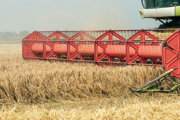 Primer plano Combinar la cosecha de un campo de trigo. Combine el trabajo de campo.