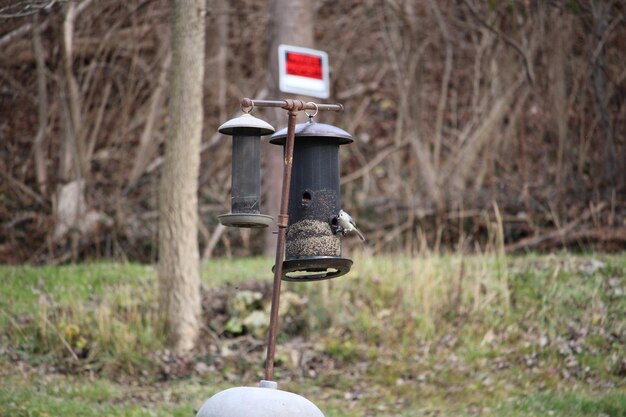 Foto primer plano del comedor de aves en el campo