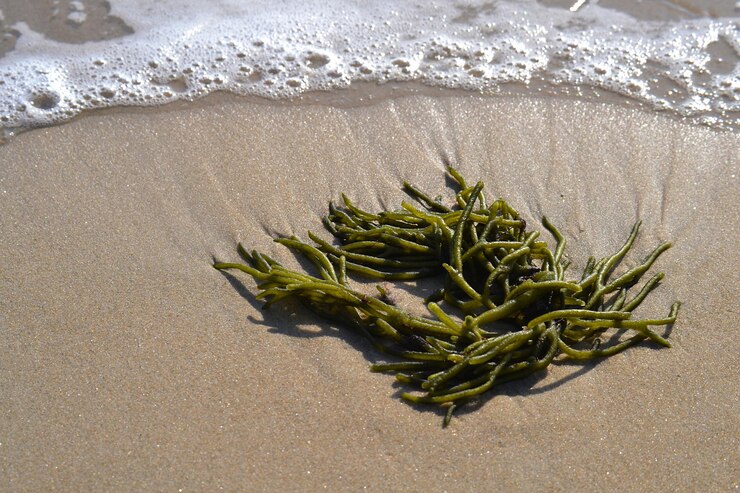 Foto primer plano de comida en la arena de la playa
