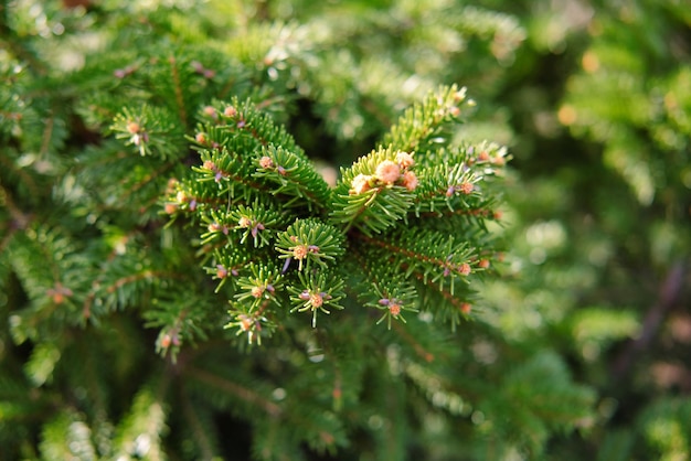 Primer plano de la composición de las ramas de los árboles firneedle como textura de fondo