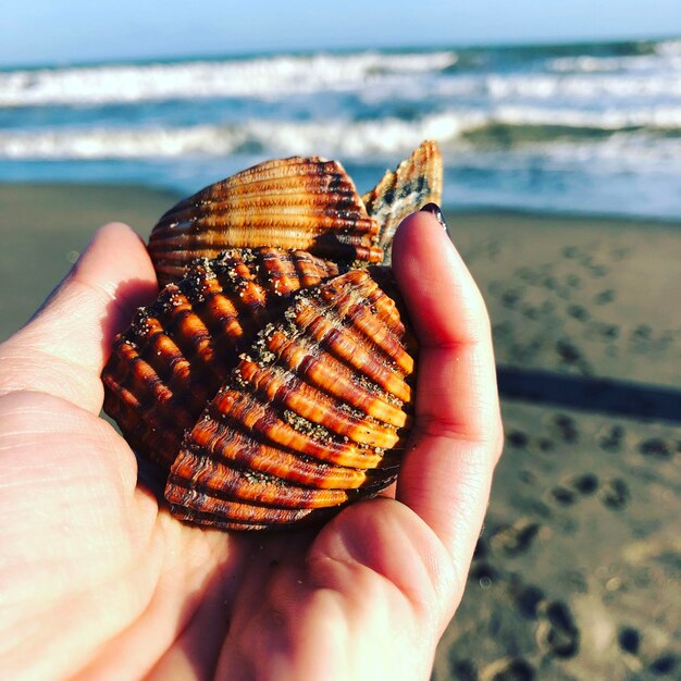 Foto primer plano de una concha en la mano en la playa