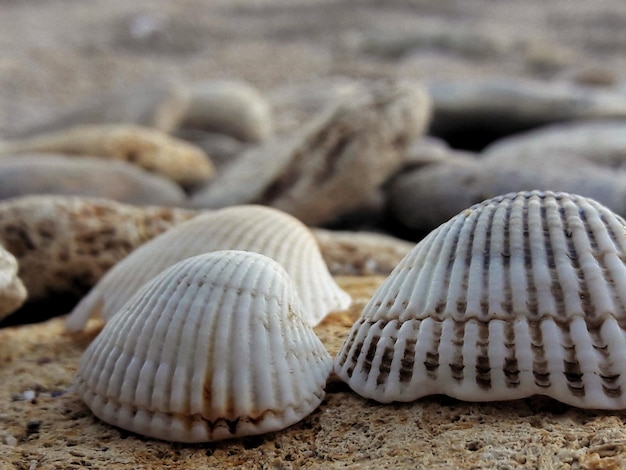 Primer plano de una concha de mar en la arena