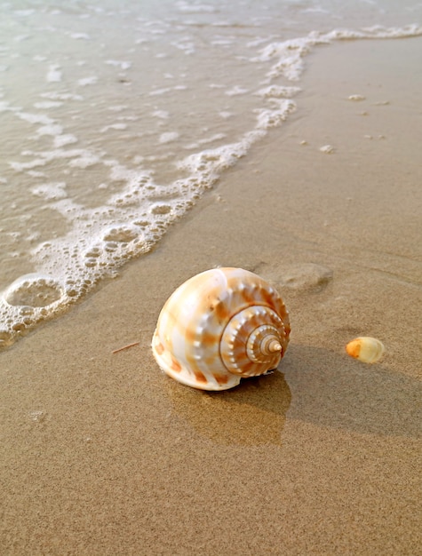 Primer plano de una concha de mar de capot escocés natural aislado en la playa de arena húmeda en la luz del sol