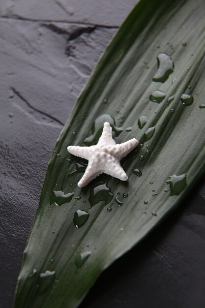 Primer plano de concha de mar en hoja verde