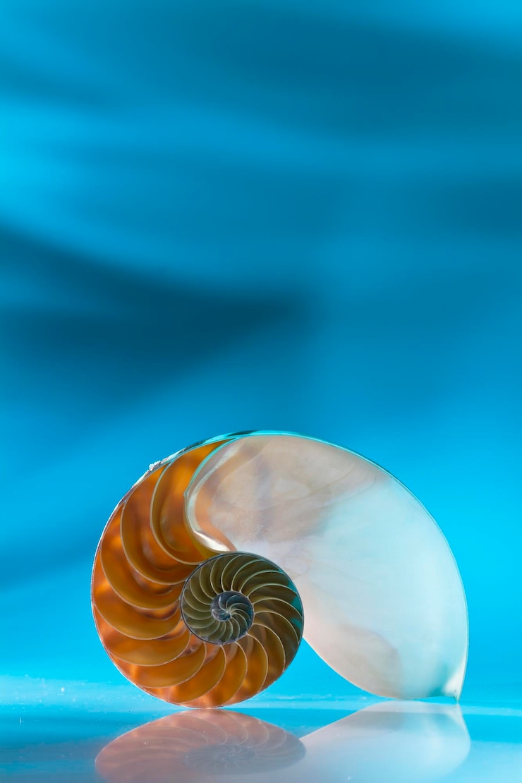 Foto primer plano de una concha de mar en una mesa de vidrio contra un fondo azul