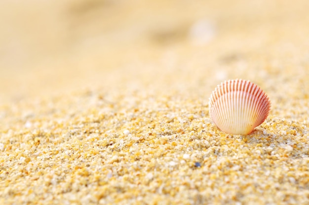 Primer plano de una concha de mar en una playa de arena